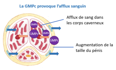 mécanisme de l'érection