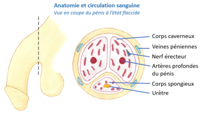 mécanisme de l'érection