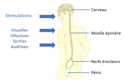 mécanisme de l'érection